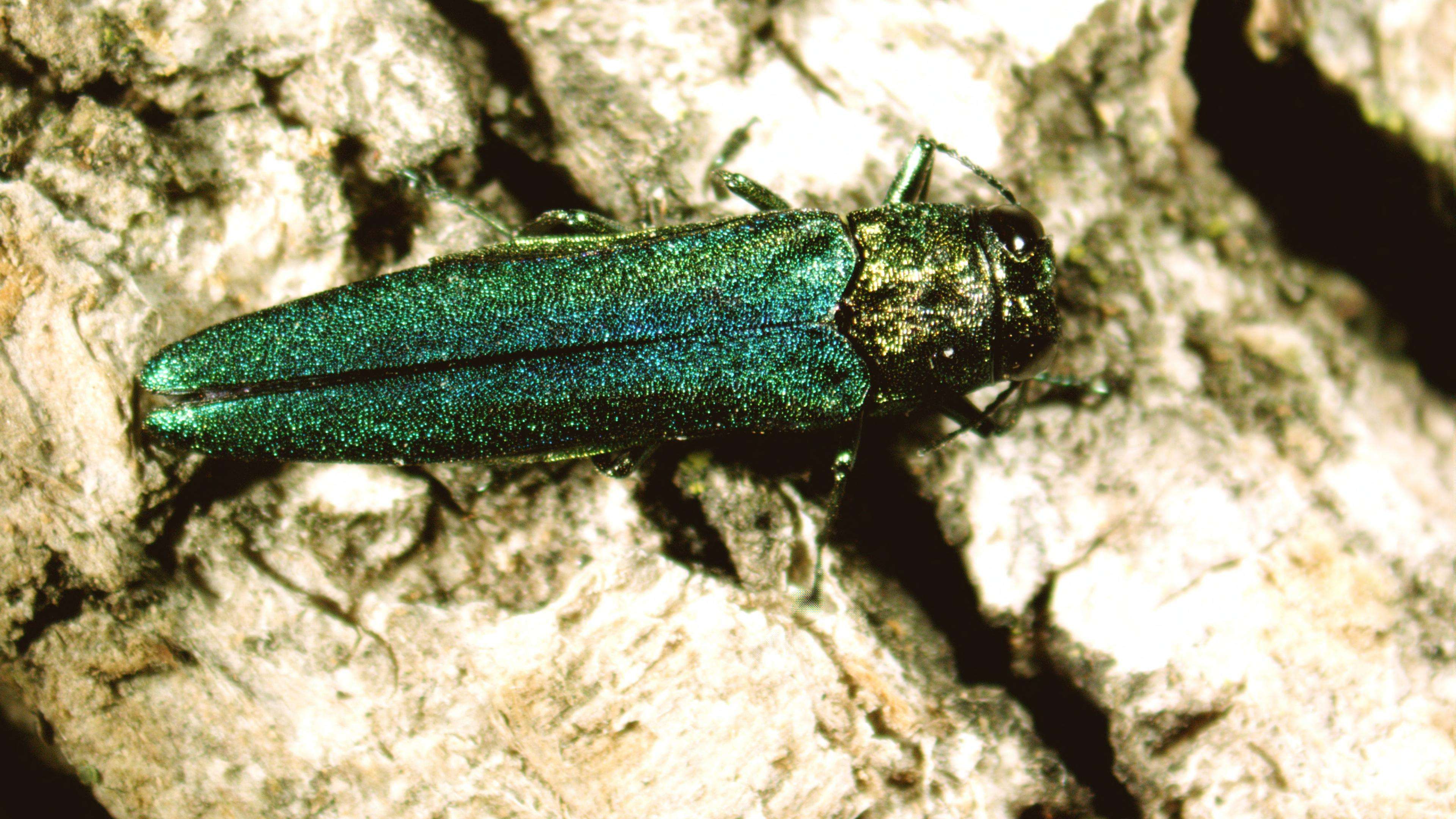 Close up of an adult emerald ash borer on bark of a tree; beetle is bright, metallic green, measures about one-half inch long and has a flattened back.